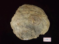 藏品(雲母貝化石)的圖片